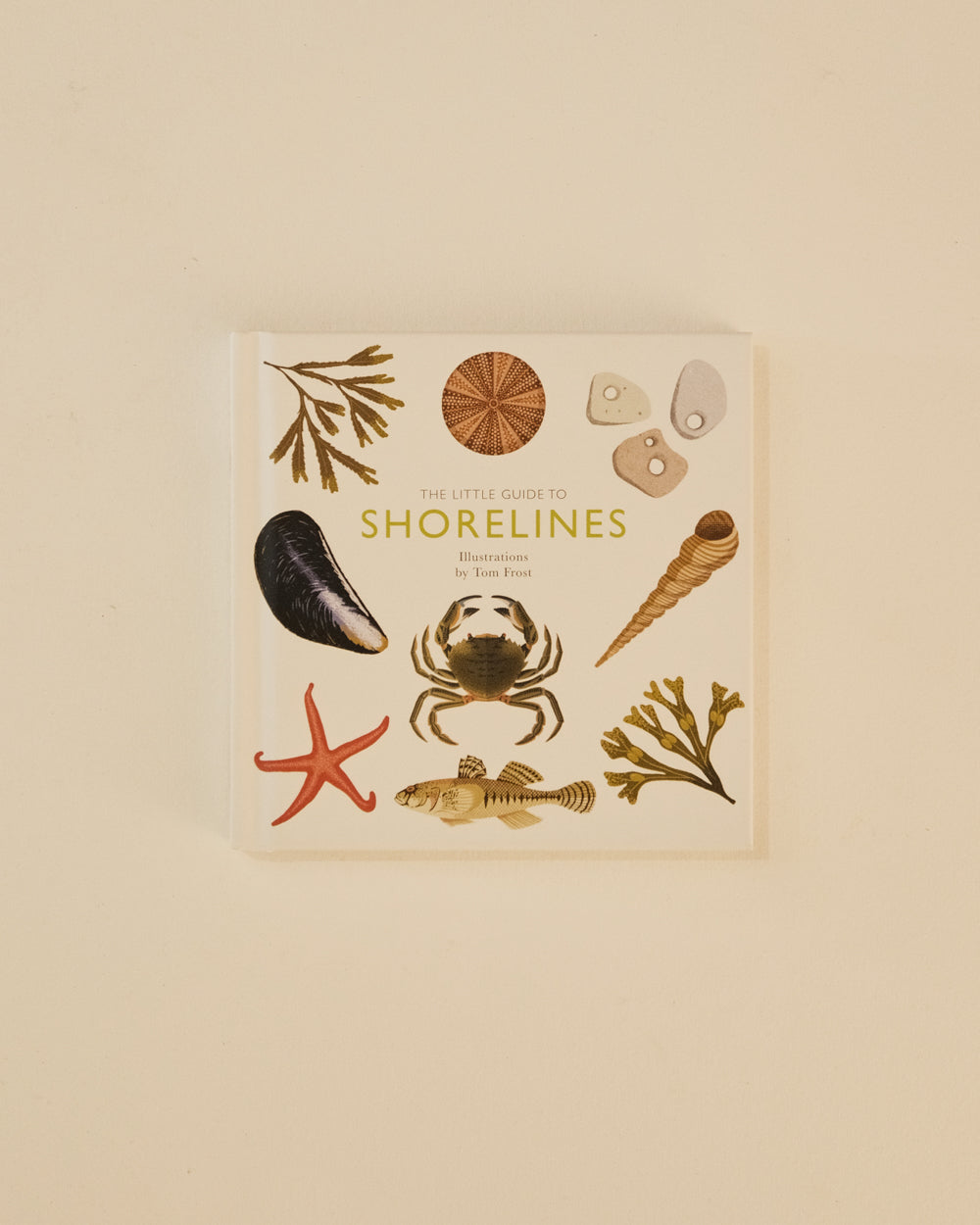 The Little Guide to Shorelines - Alison Davies